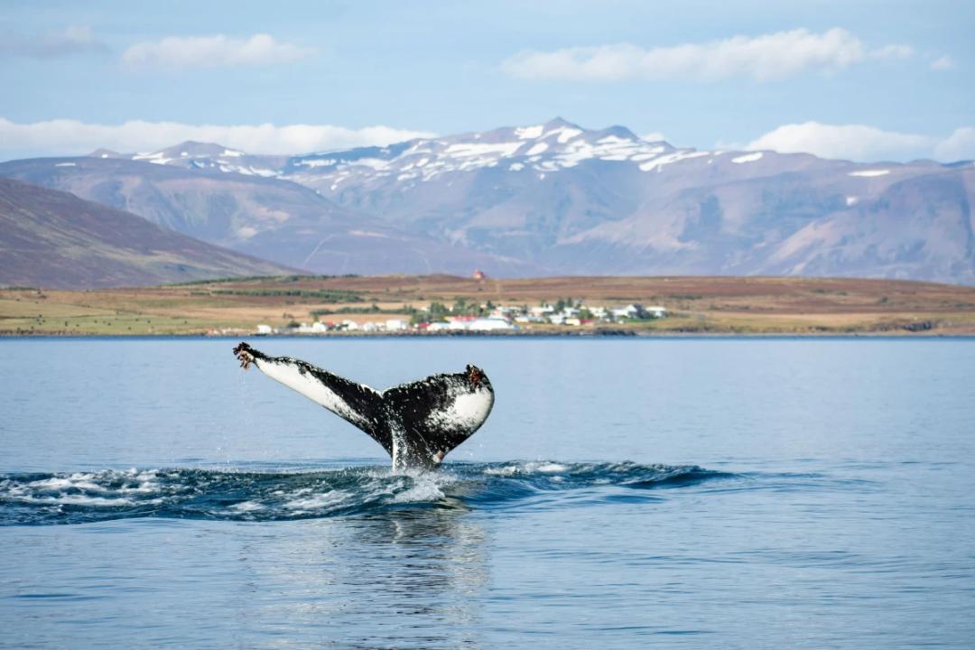 https://media.leisurecom.com/cruise/image-2026-06-03-13-03-35.webp