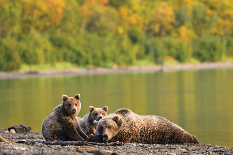 Great Bear Experience
