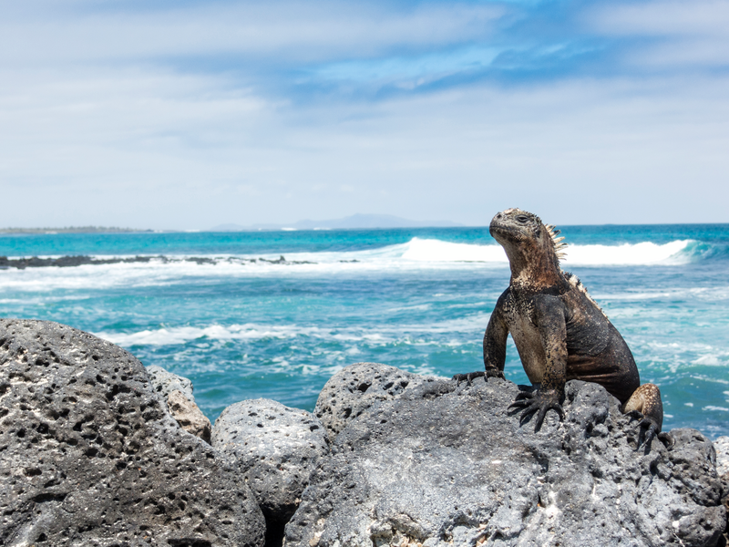 Best of South America with Amazon and Galápagos Cruises