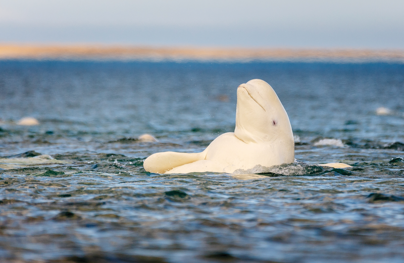 Bears, Birds and Belugas Adventure