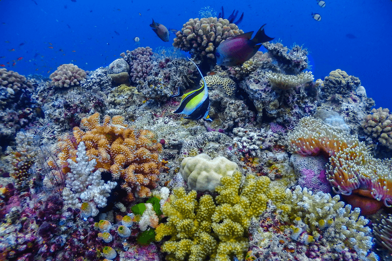 Great Barrier Reef Discovery with Tropical Queensland Highlights