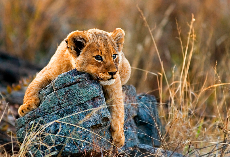 Uncover the Essence of South Africa