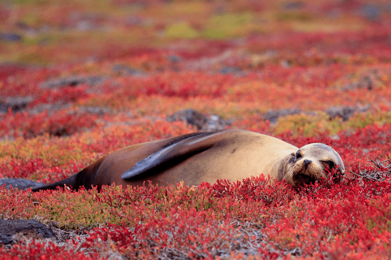Spirit of Peru with Amazon and Galápagos Cruises