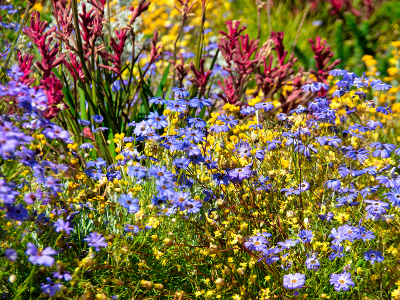 Western Australia’s Wildflower Trails Along the Coral Coast