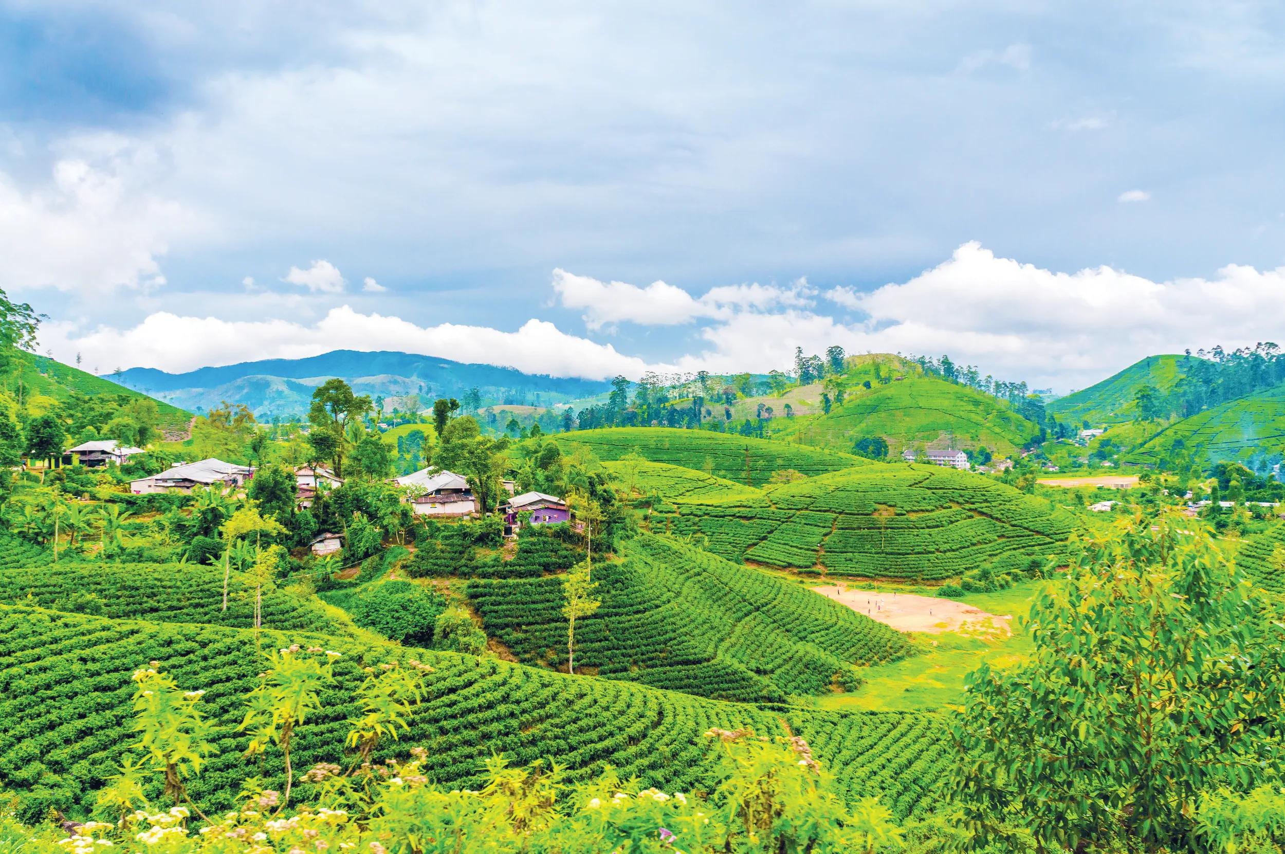 Heritage, Nature and Cultivated Gardens of Sri Lanka