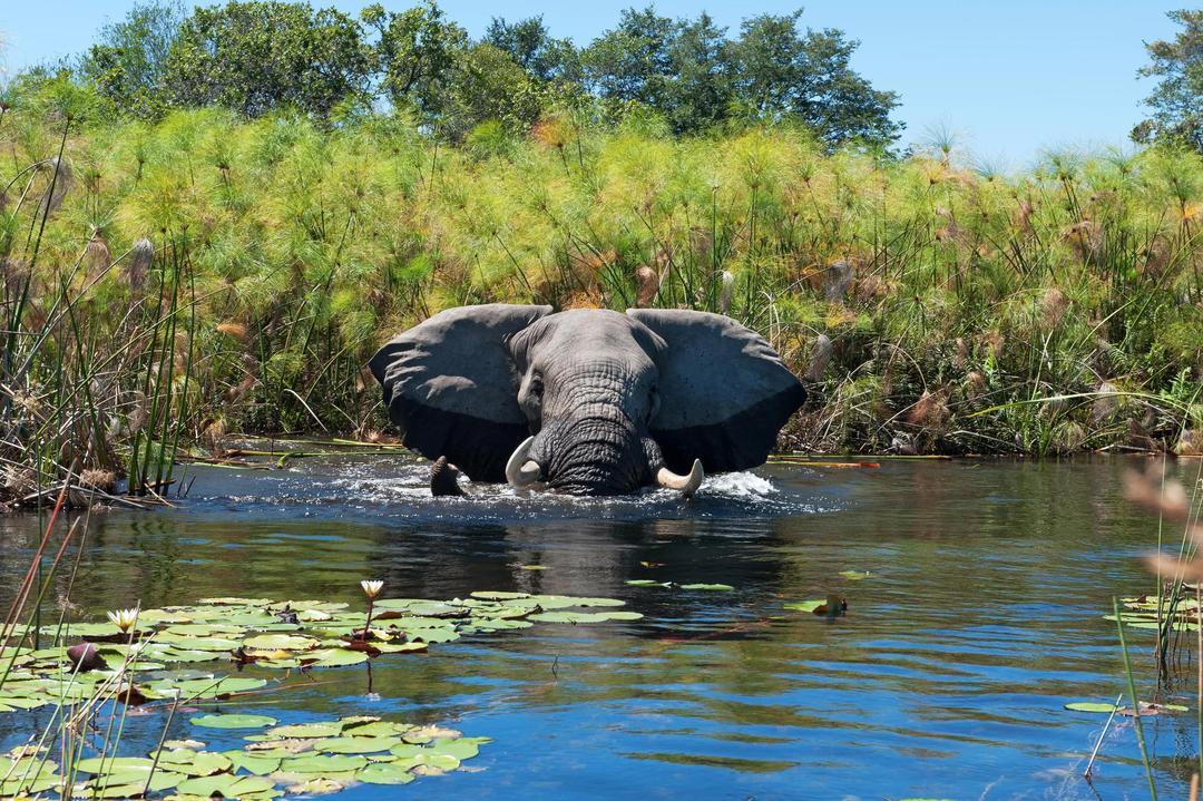 Chobe and Okavango Explorer