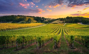 Tastes of Southern Australia