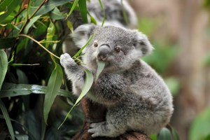 Highlights of Australia and New Zealand