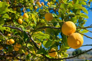 Colours of Sicily