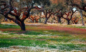 Treasures of Spain and Portugal