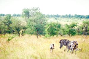 Cape, Safari and Falls