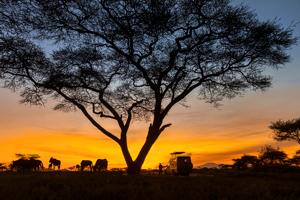 Kenya Safari 35 to 45