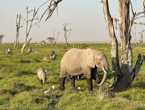 Kenya and Tanzania Safari 35 to 45