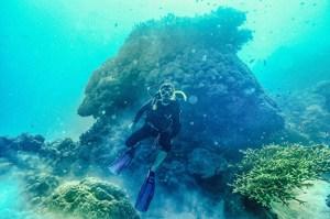 Great Barrier Reef Explorer