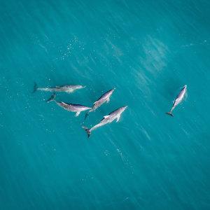 Monkey Mia Dolphins and West Coast